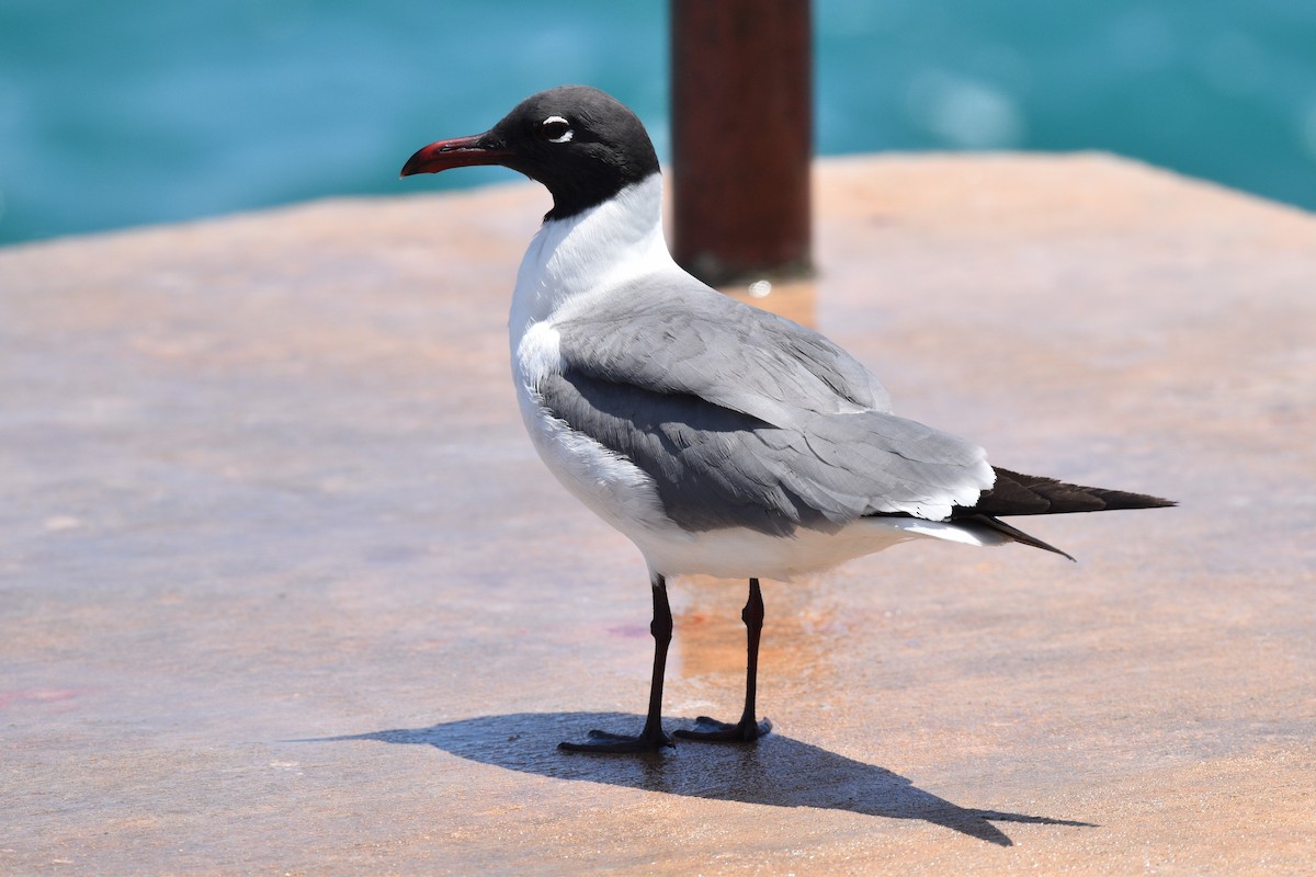 Laughing Gull - ML574484791