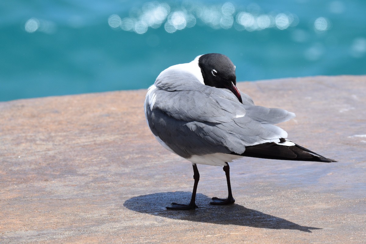 Laughing Gull - ML574484861