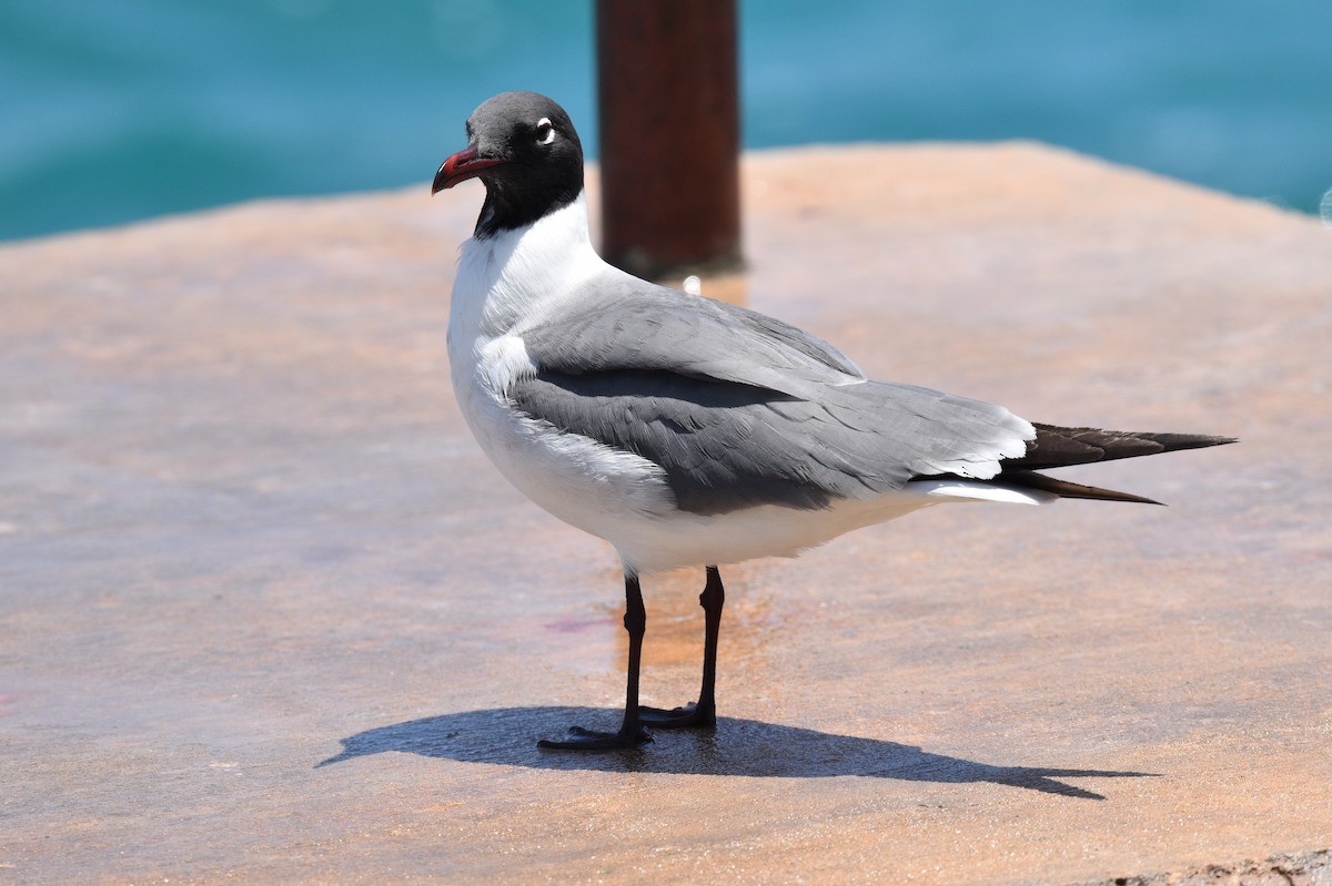 Laughing Gull - ML574484871