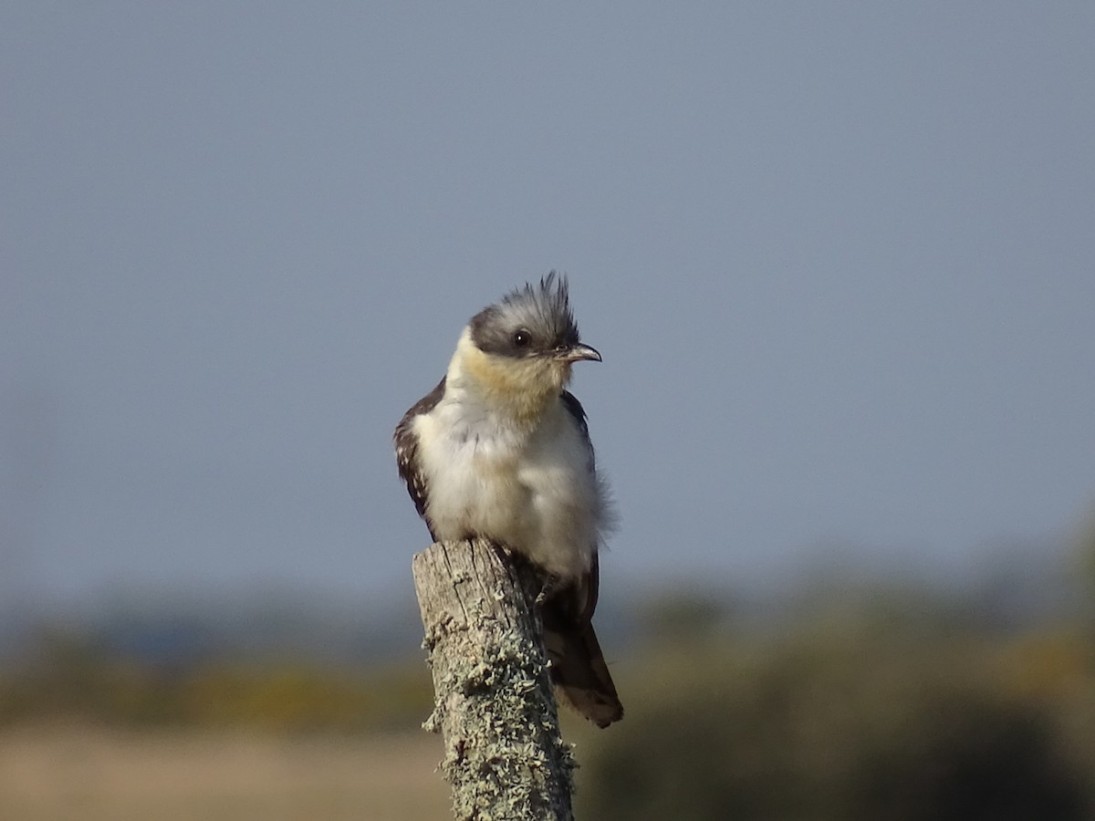 Great Spotted Cuckoo - ML574485001