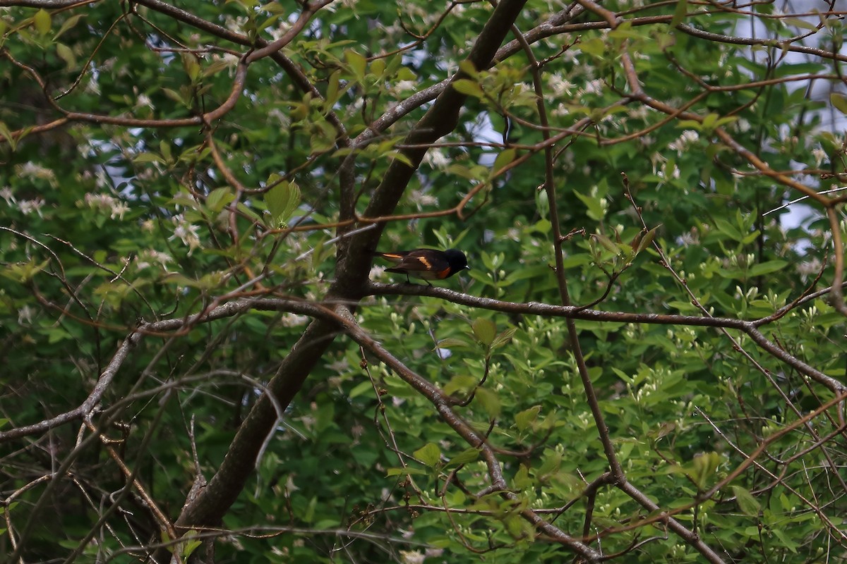 American Redstart - Elista Fisher