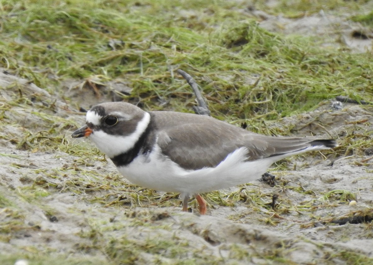 Semipalmated Plover - ML574488601