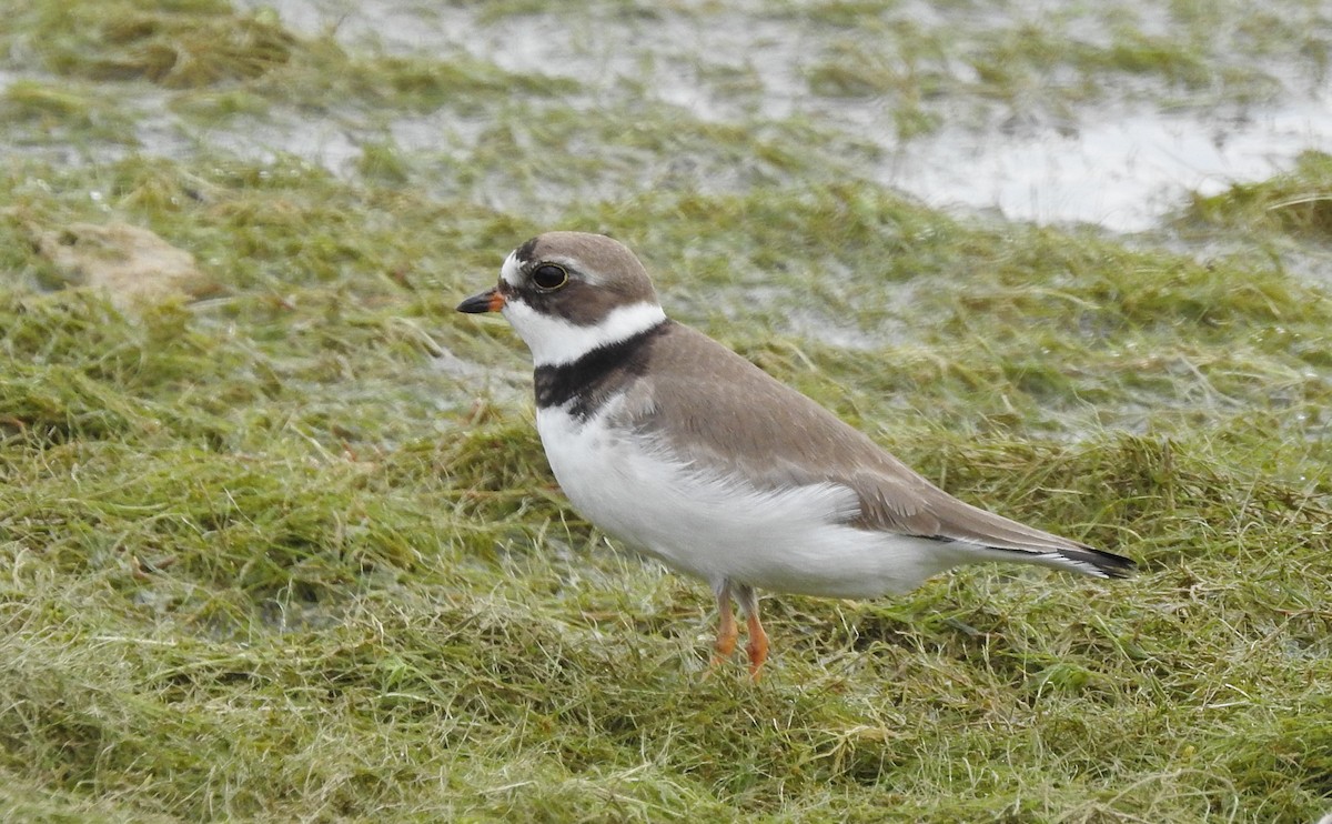 Semipalmated Plover - ML574488611