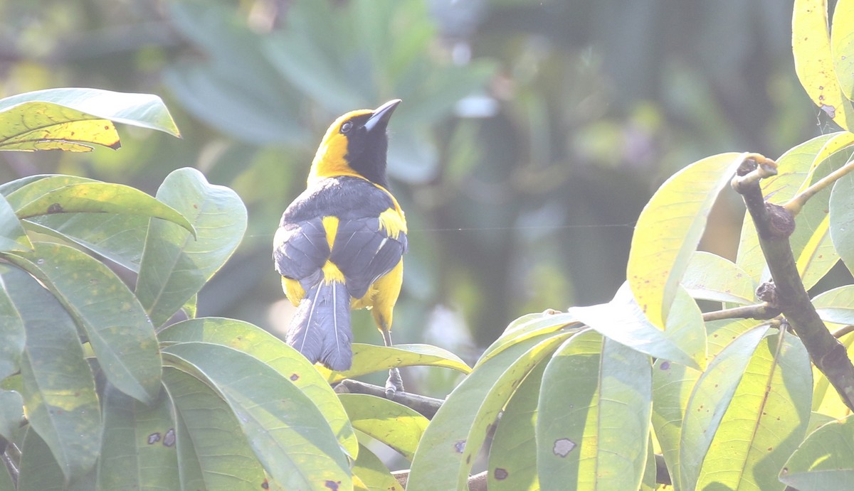 Yellow-tailed Oriole - ML574488861