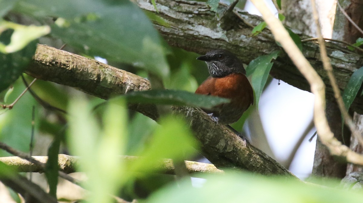 Rufous-breasted Spinetail - ML574488881