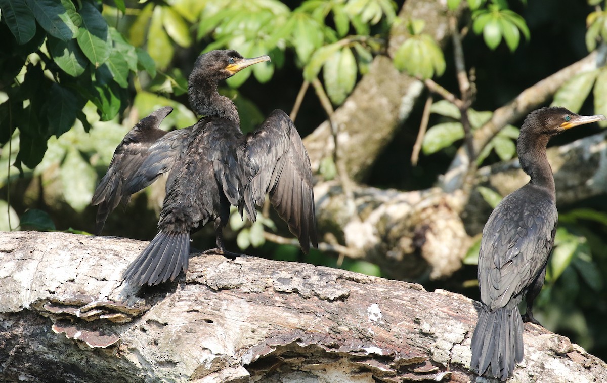 Neotropic Cormorant - ML574488981