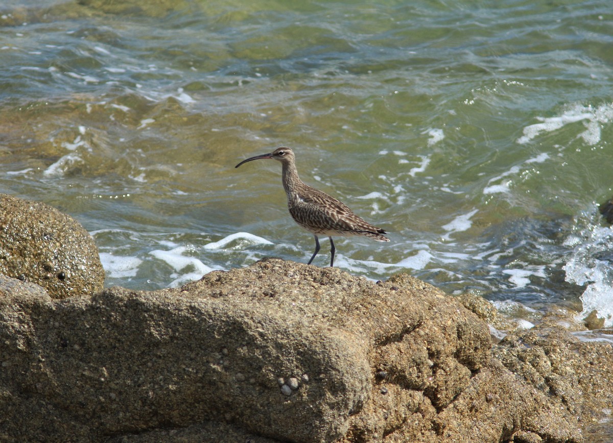 Regenbrachvogel - ML574489001