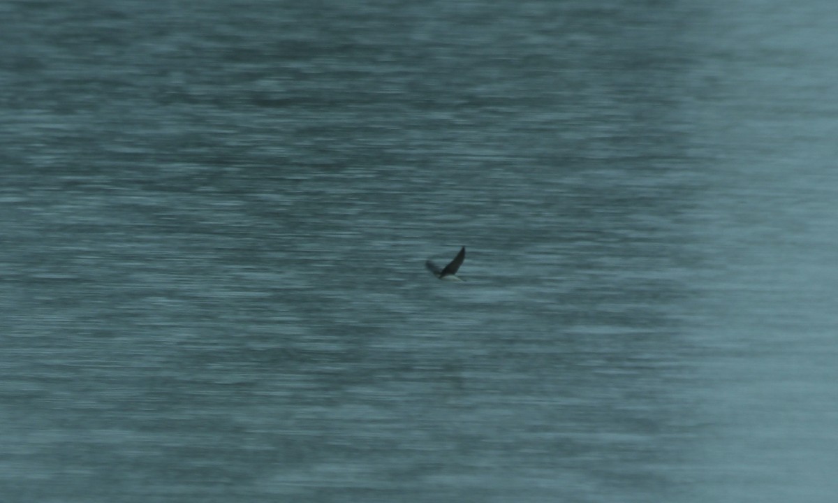 Bank Swallow - ML57448971