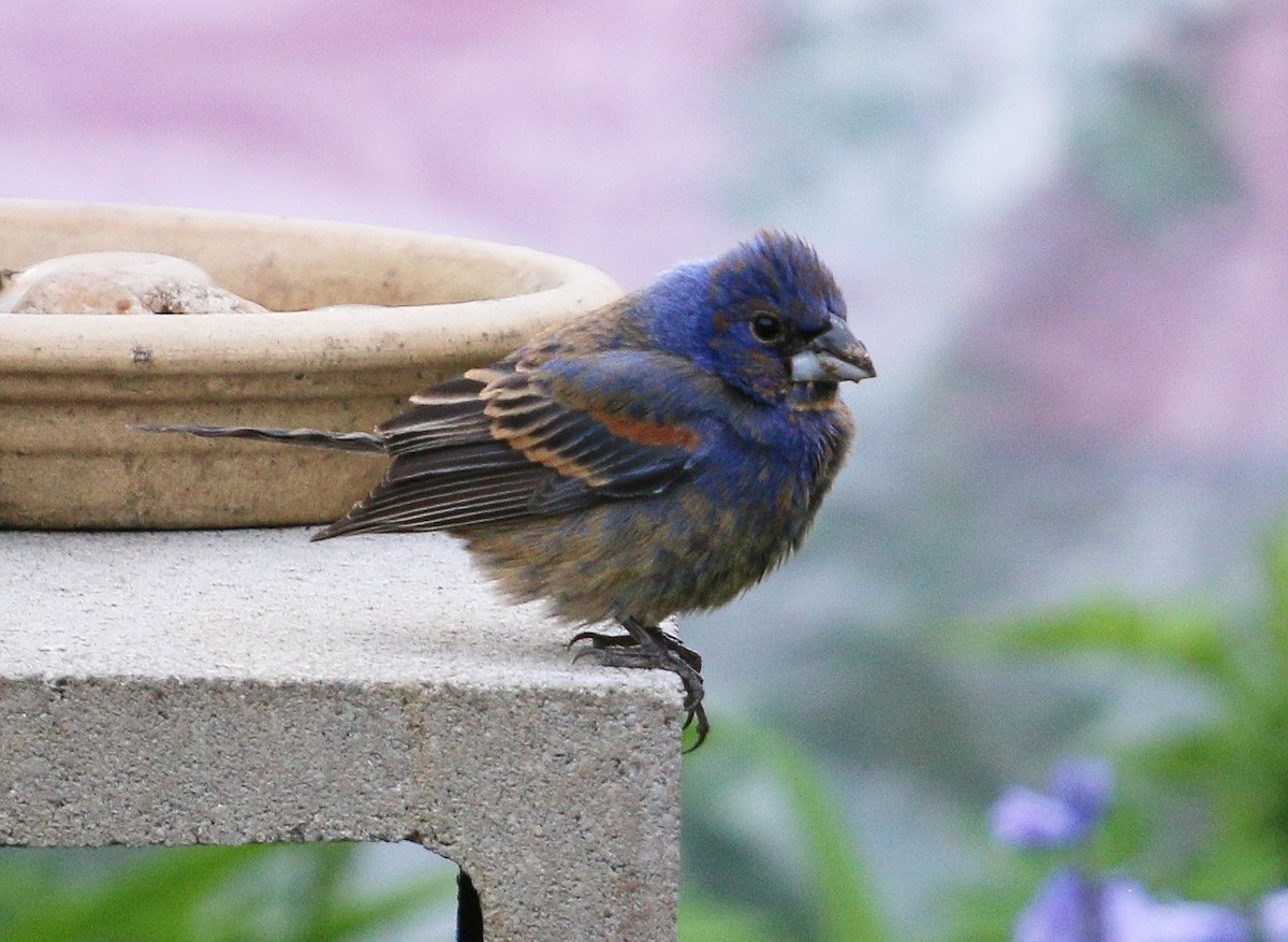 Blue Grosbeak - Laura Goggin