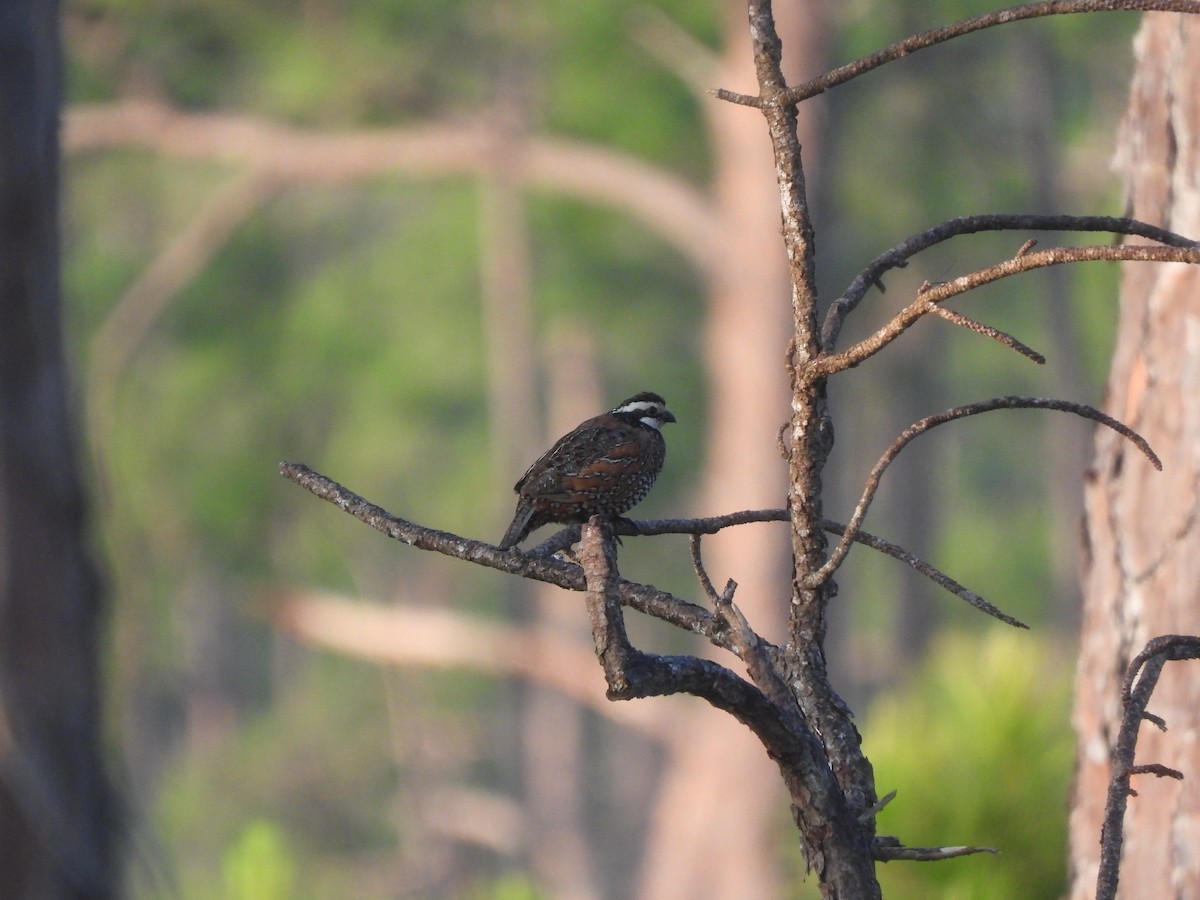 Northern Bobwhite - ML574491031