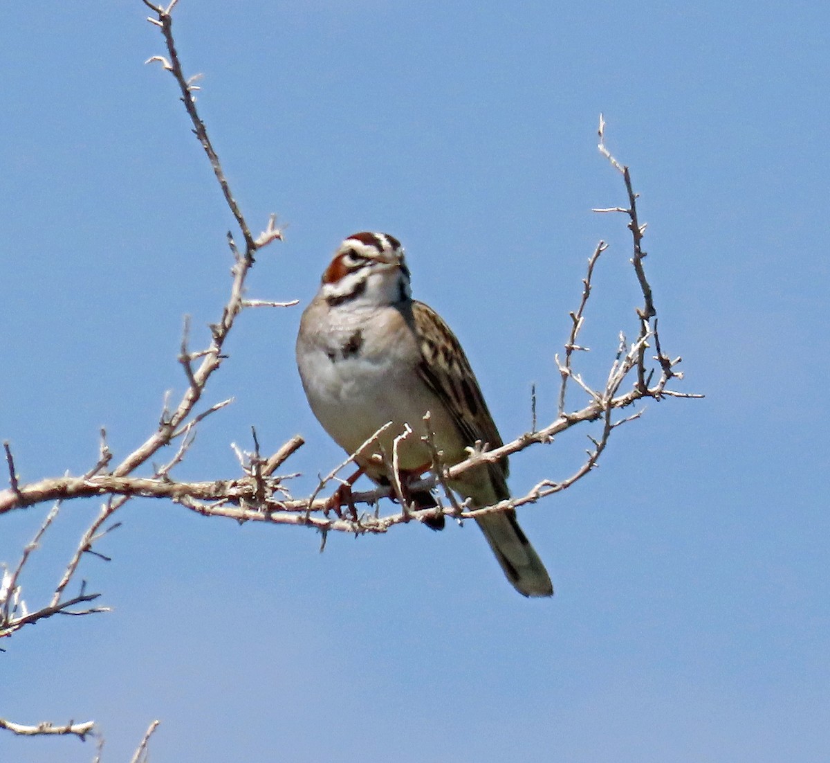 Bruant à joues marron - ML574492391