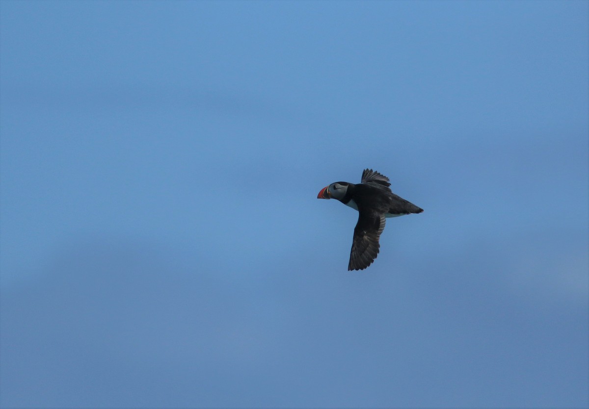 Atlantic Puffin - ML574492541