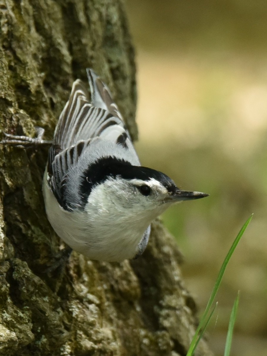 White-breasted Nuthatch - ML574493011
