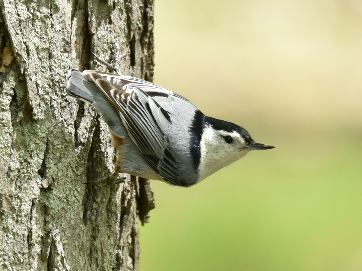 White-breasted Nuthatch - Lynn Kohler