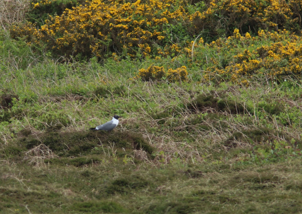 Mouette atricille - ML574493641