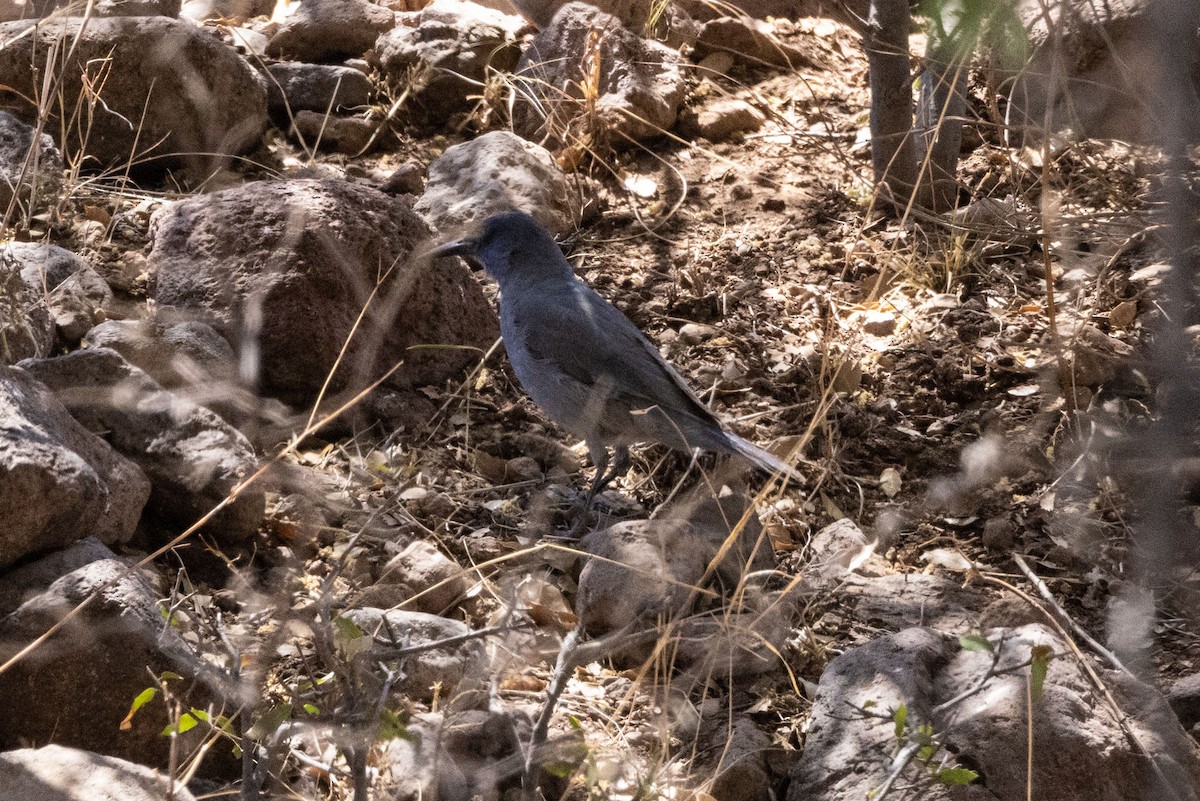 Pinyon Jay - ML574493661