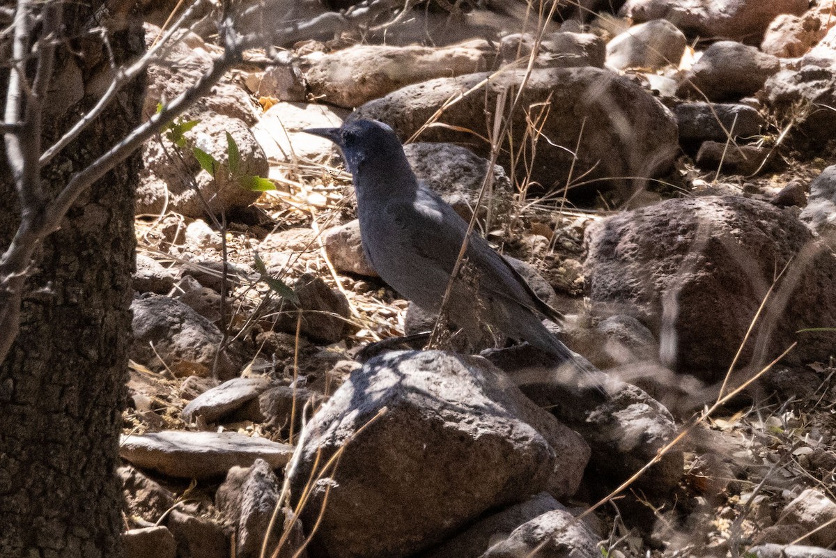 Pinyon Jay - ML574493671