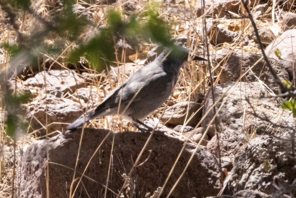 Pinyon Jay - ML574493681