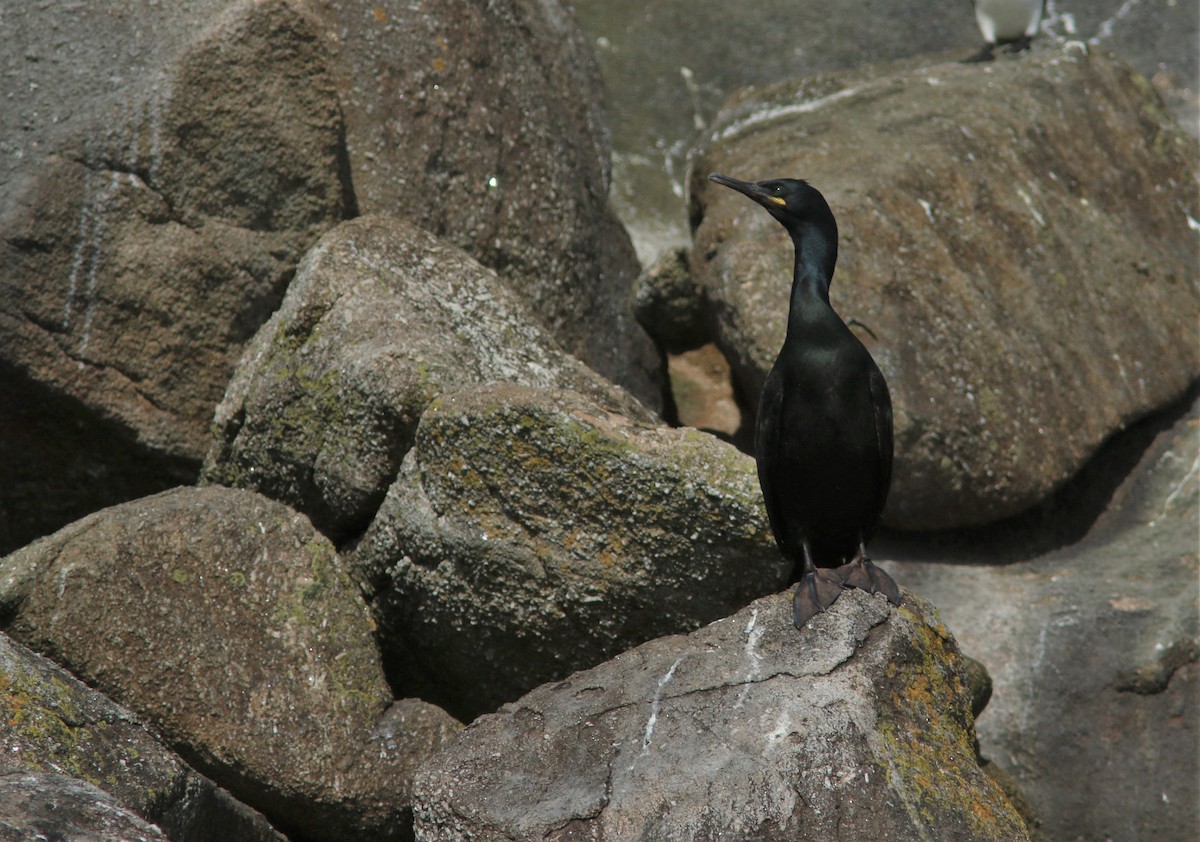 European Shag - ML574494081