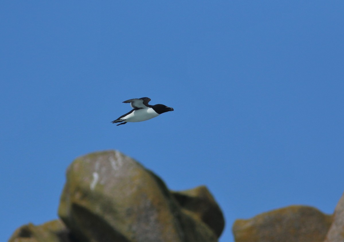 Razorbill - ML574494821