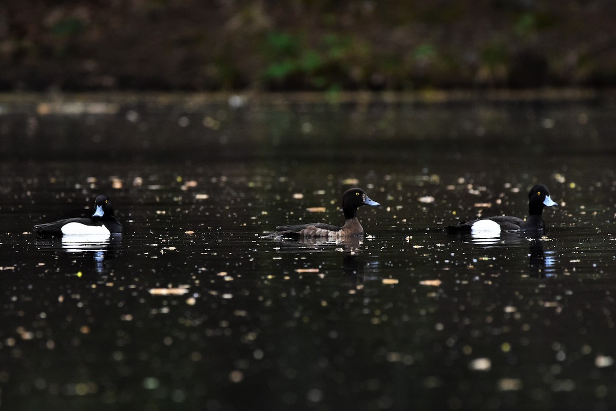 Tufted Duck - ML574494901