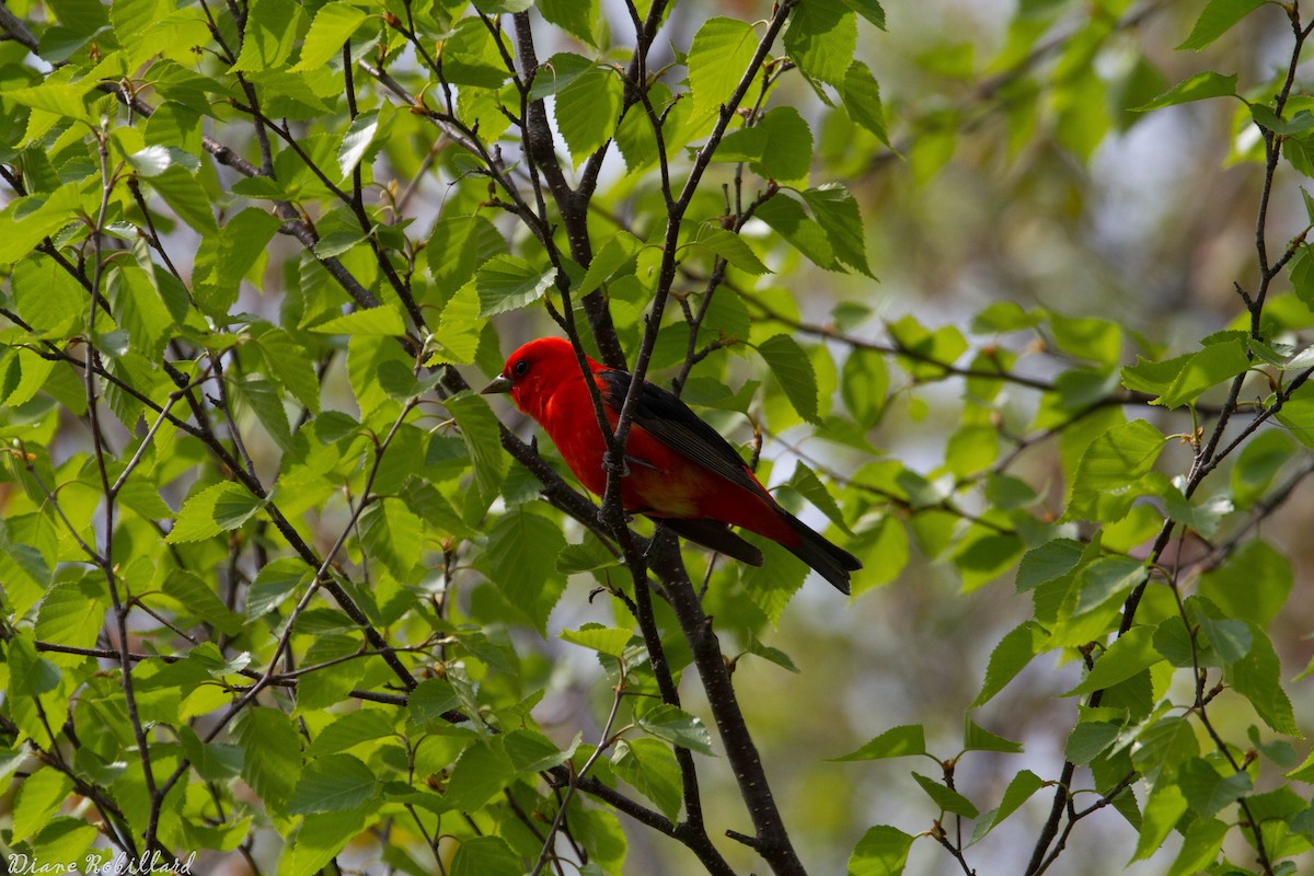 Scarlet Tanager - ML574496271