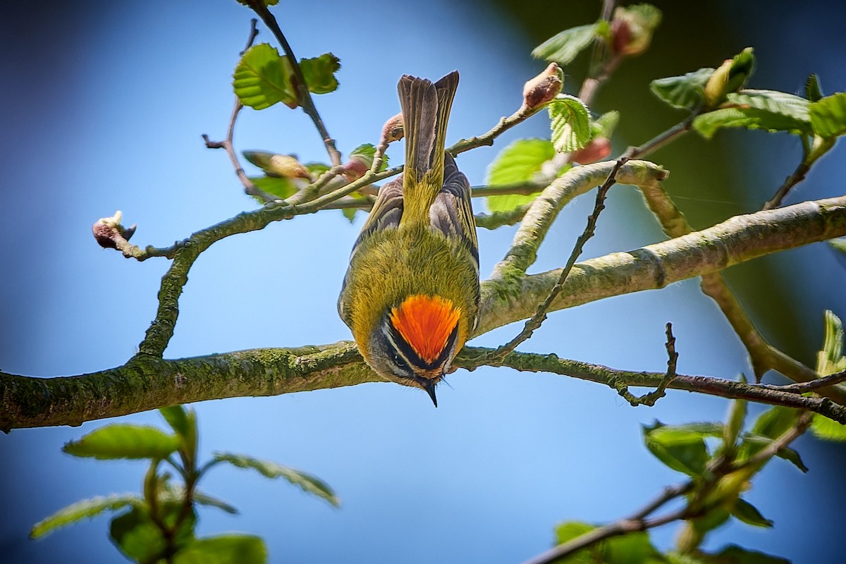 Common Firecrest - ML574497391