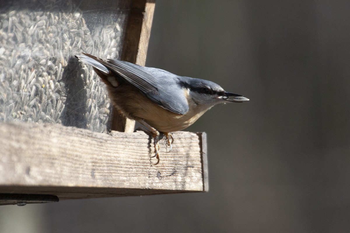 Eurasian Nuthatch - ML574497701