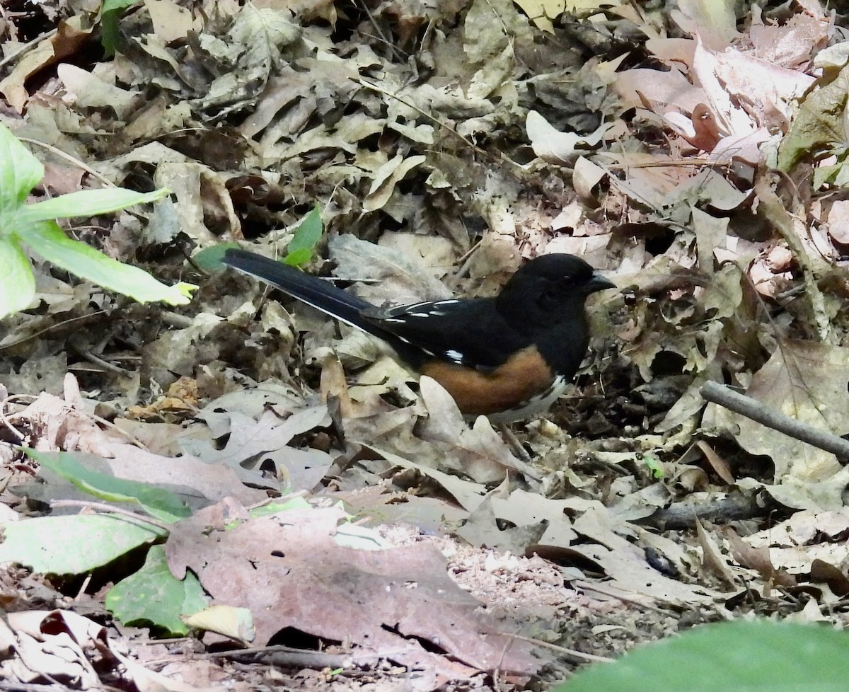 Eastern Towhee - Stan Arnold