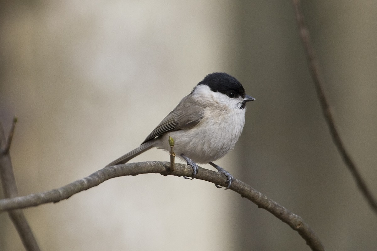 Marsh Tit - ML574498331