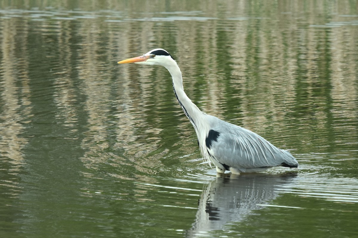 Gray Heron - Blair Whyte