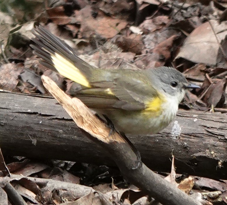 American Redstart - ML574499121