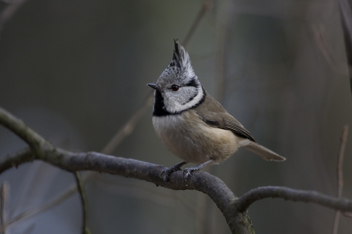 Crested Tit - ML574499201