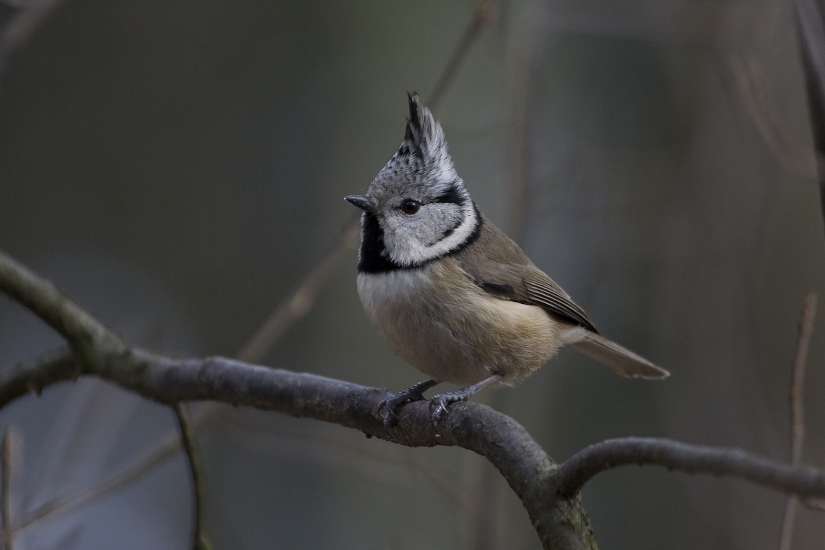 Mésange huppée - ML574499201