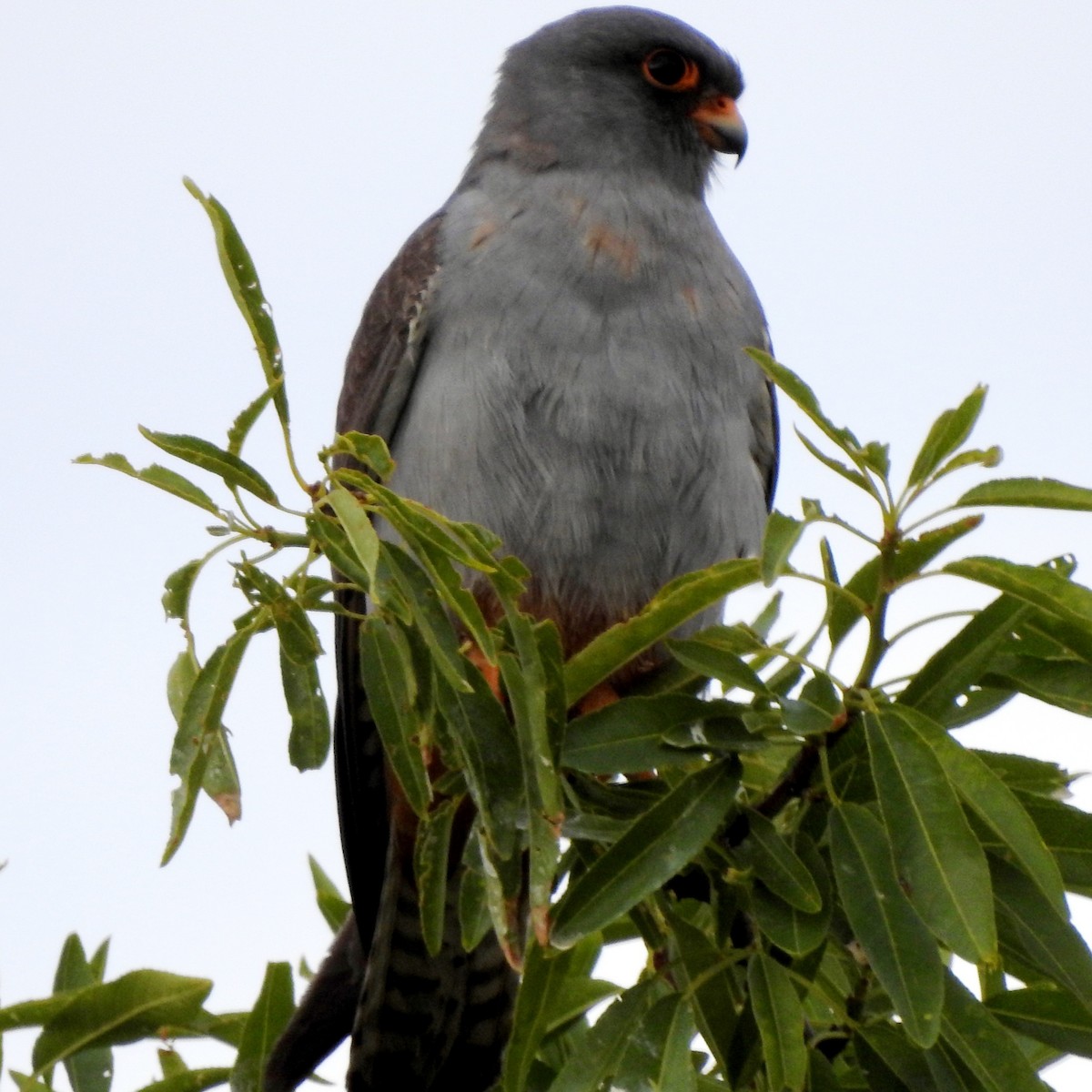 Red-footed Falcon - ML574499211