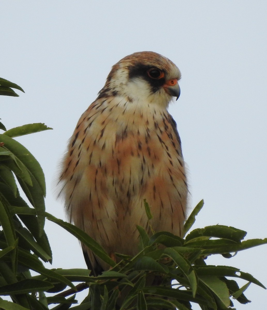 Red-footed Falcon - ML574499221