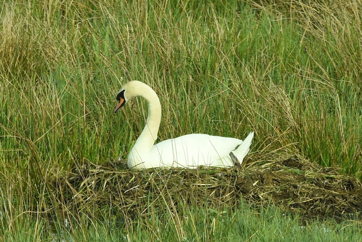 Mute Swan - ML574499301