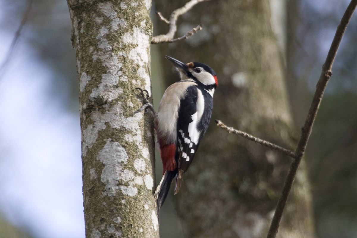 Great Spotted Woodpecker - ML574499661