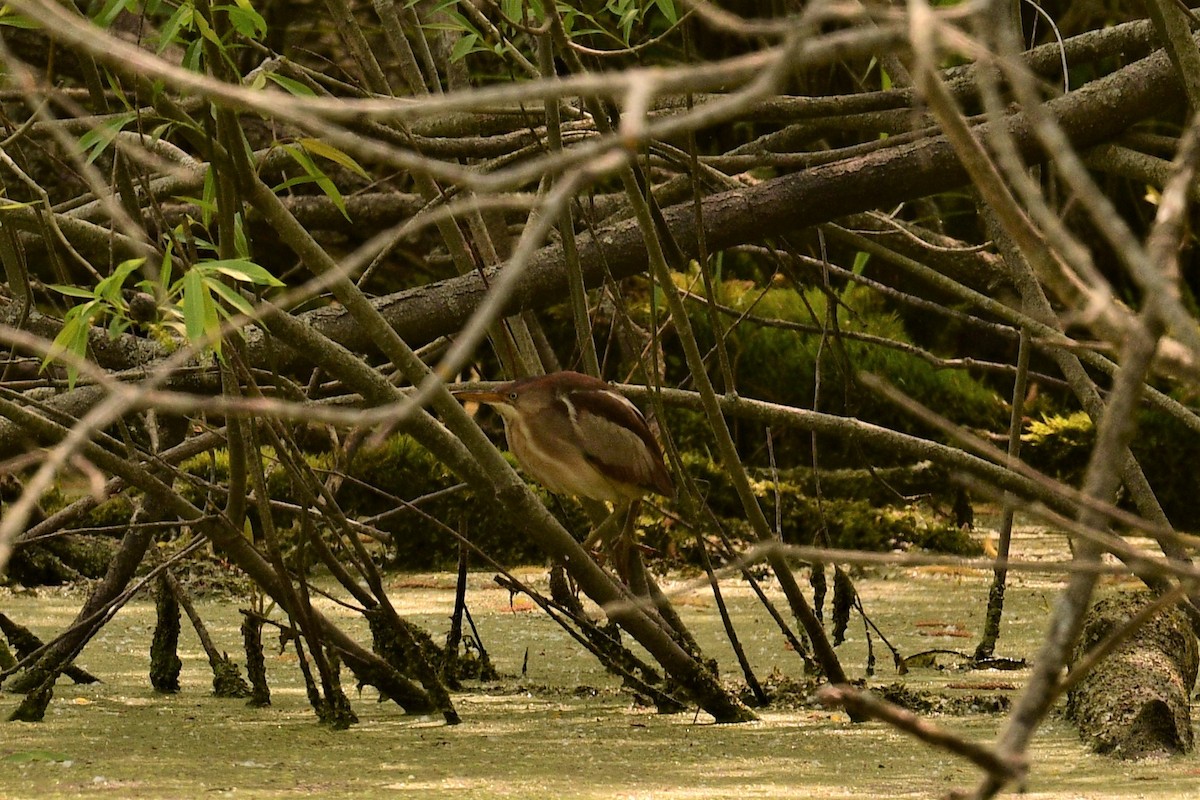 Least Bittern - Terri Kershaw