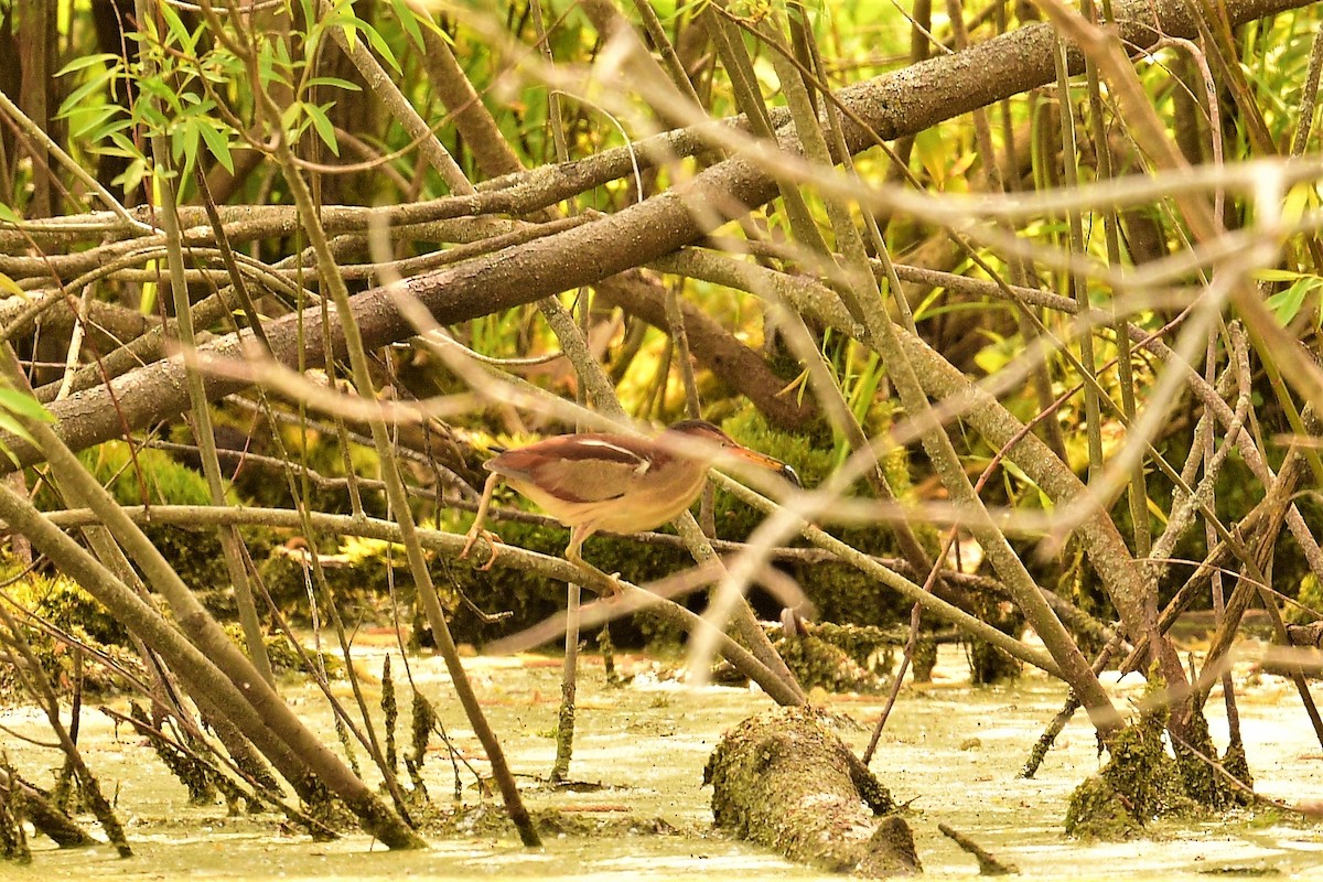 Least Bittern - ML574500001