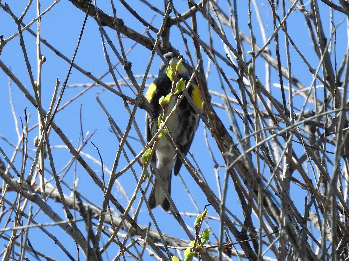 Yellow-rumped Warbler (Myrtle x Audubon's) - ML57450061