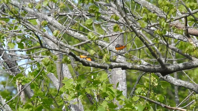 Baltimore Oriole - ML574500781