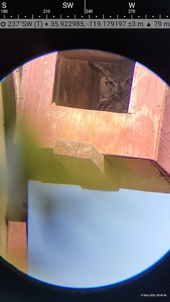 Great Horned Owl - ML574501721