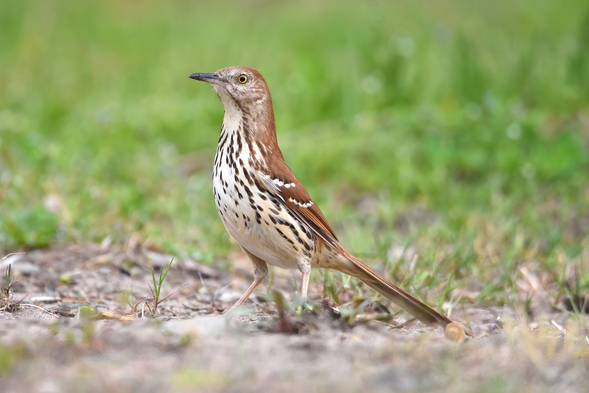 Brown Thrasher - ML574501811