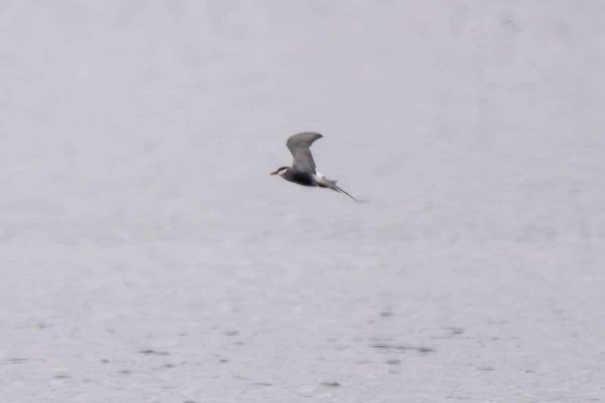 Whiskered Tern - ML574502241