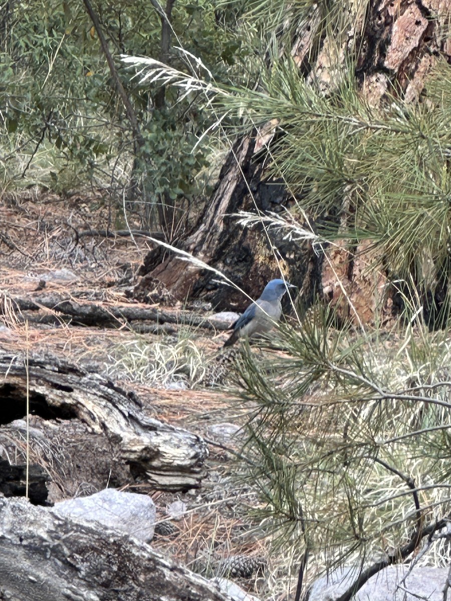 Mexican Jay (Arizona) - ML574502361