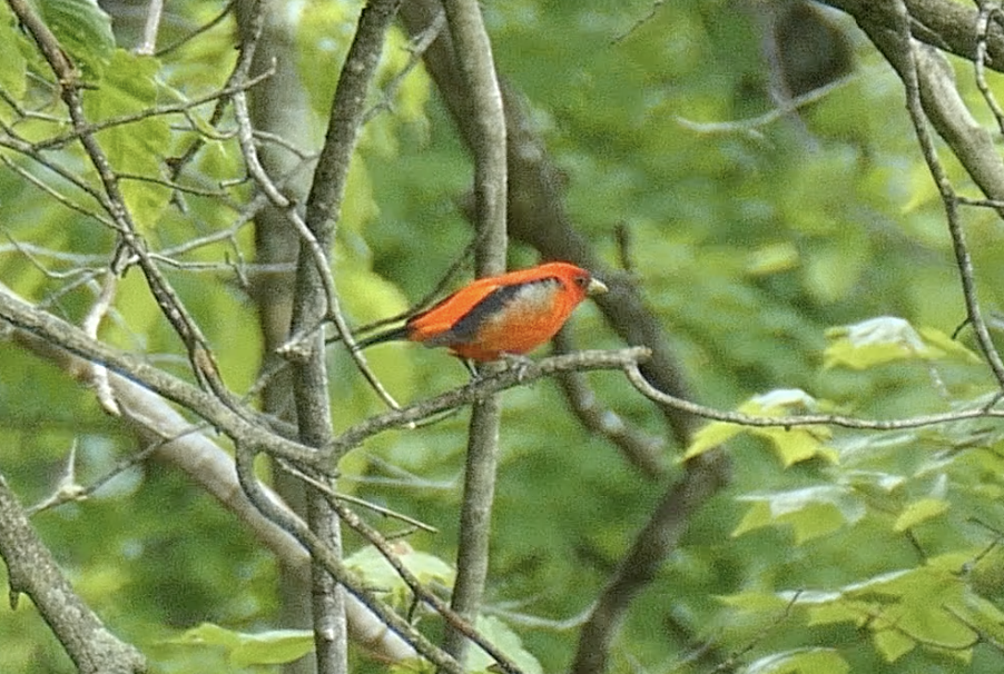 Scarlet Tanager - ML574502541
