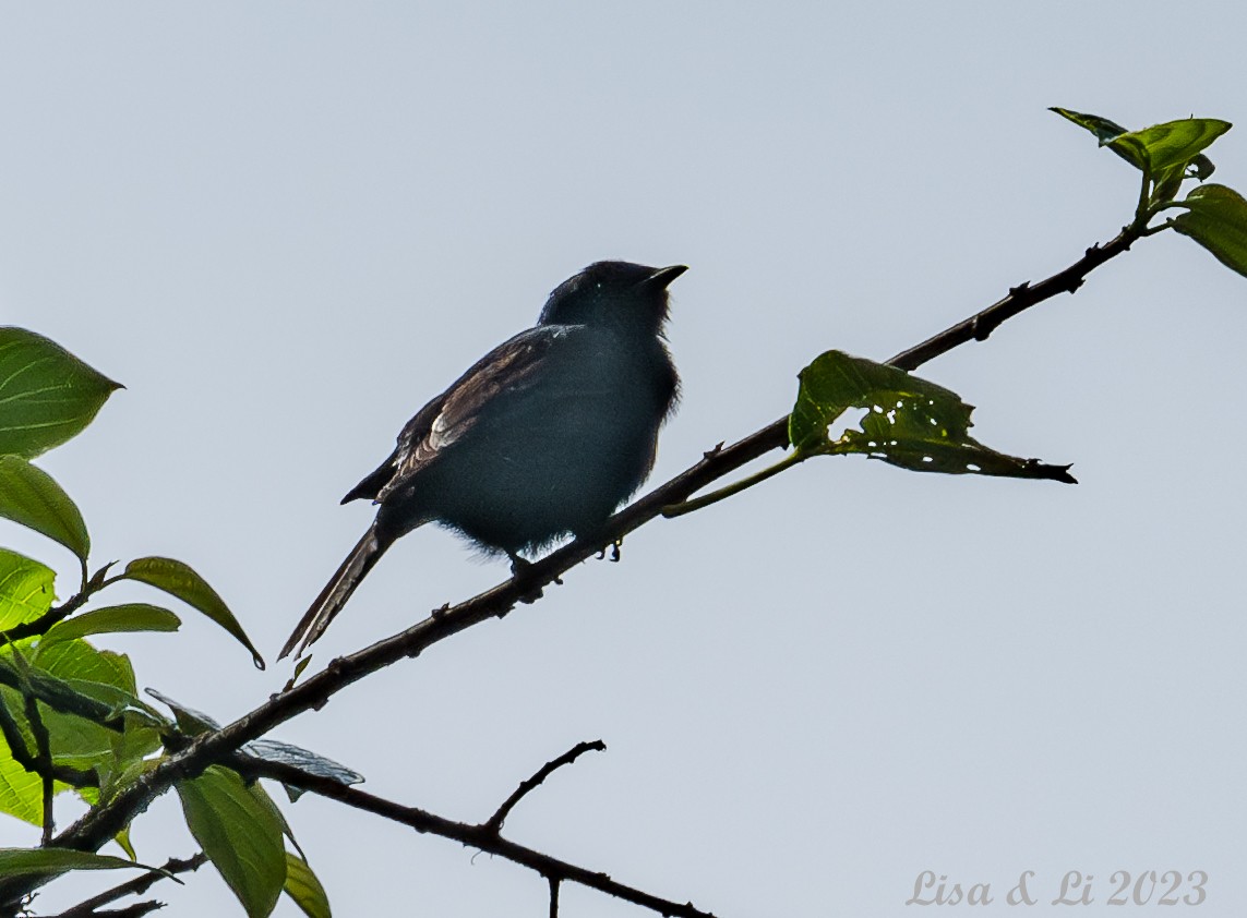 Stuhlmann's Starling - ML574502901