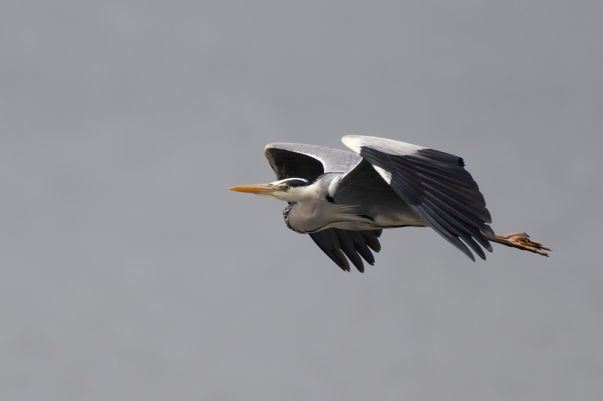 Gray Heron - ML574503551