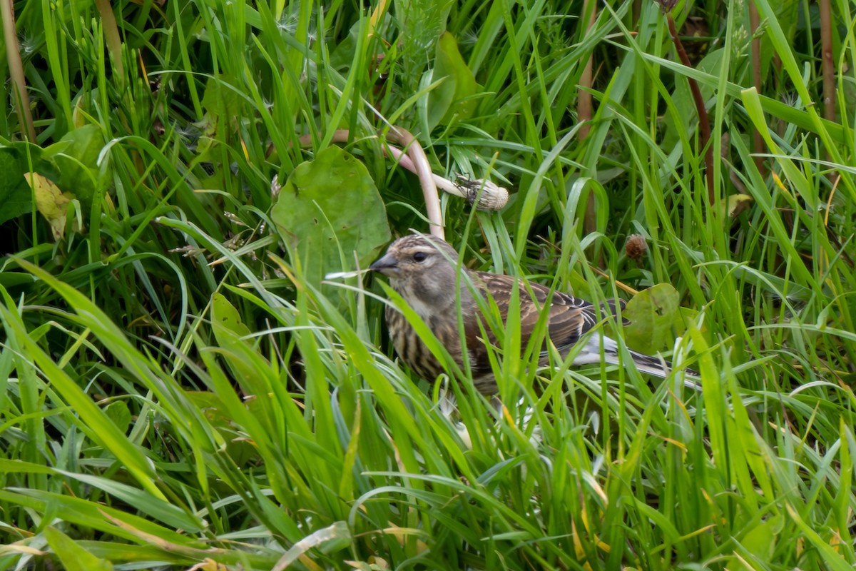 Eurasian Linnet - ML574504101